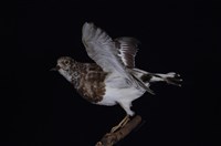 藏品(翻石鷸)的圖片